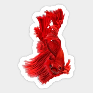 Red Betta Fish Painting Sticker